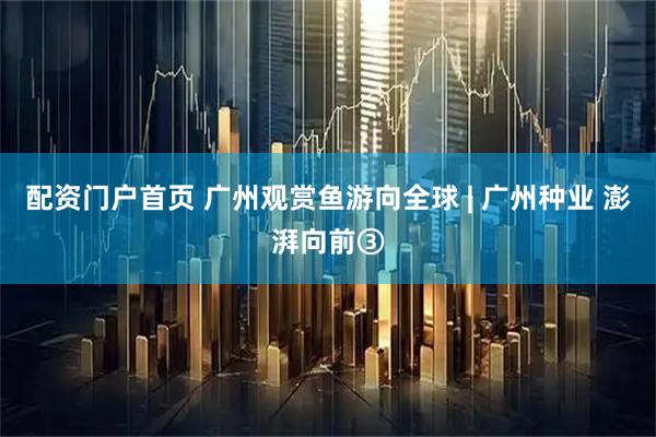 配资门户首页 广州观赏鱼游向全球 | 广州种业 澎湃向前③